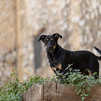 Beauceron šteniatko v lese