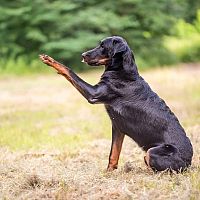 Beauceron výcvik