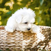 Coton de Tuléar šteniatko