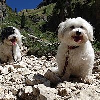 Coton de Tuléar prechádzka