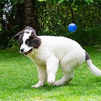 Landseer hra