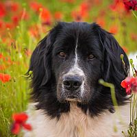 Landseer plemeno