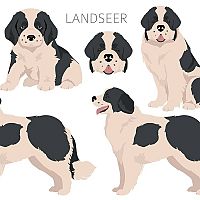 Landseer postoj