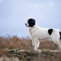 Landseer prechádzka
