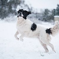 Landseer sneh