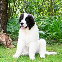 Landseer šteniatko