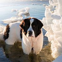 Landseer voda