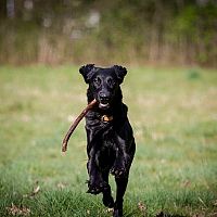 Flat coated/hladkosrstý retriever hra