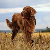 Flat coated/hladkosrstý retriever povaha