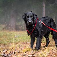 Flat coated/hladkosrstý retriever prechádzka
