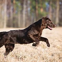 Flat coated/hladkosrstý retriever srsť