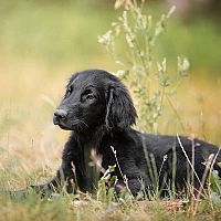 Flat coated/hladkosrstý retriever šteniatko