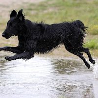Flat coated/hladkosrstý retriever voda