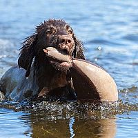 Flat coated/hladkosrstý retriever výcvik