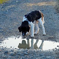 Český horský pes a mláka