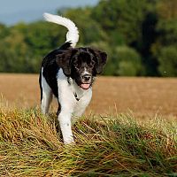 Český horský pes na poli