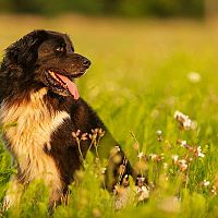 Český horský pes v tráve