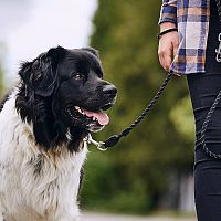 Český horský pes prechádzka