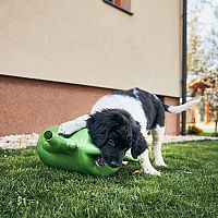 Český horský pes šteniatko hra