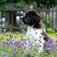 Český horský pes šteniatko v tráve