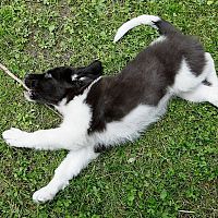 Český horský pes šteniatko