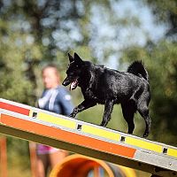 Šiperka agility