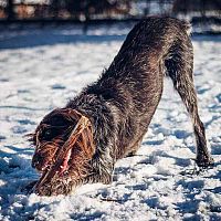 Český fúzačČeský fúzač hra v snehu