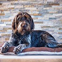 Český fúzač v pelechu