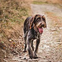 Český fúzač prechádzka