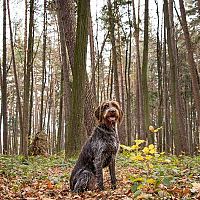 Český fúzač v lese