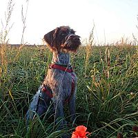 Český fúzač v tráve