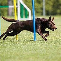Austrálska kelpia agility