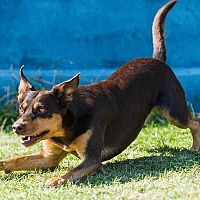 Austrálska kelpia hra