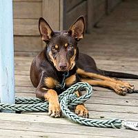 Austrálska kelpia na verande