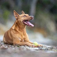 Austrálska kelpia oddych