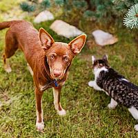 Austrálska kelpia s mačkou