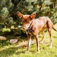 Austrálska kelpia šteniatko