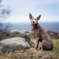 Austrálska kelpia v prírode