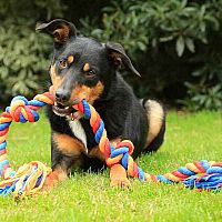 Austrálska kelpia hra v tráve