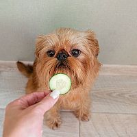 Bruselský grifón uhorka