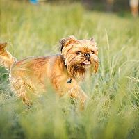 Bruselský grifón v tráve