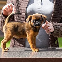 Bruselský grifón veľkosť