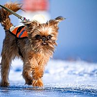 Bruselský grifón zima