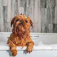 Bruselský grifón kúpeľ