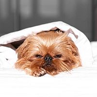 Bruselský grifón v posteli