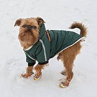 Bruselský grifón a sneh