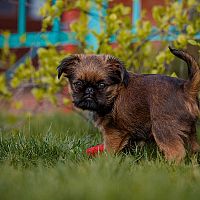 Bruselský grifón šteniatko