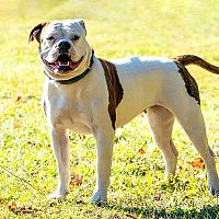 Americký buldog postoj