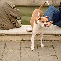 Americký buldog prechádzka