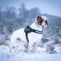 Americký buldog sneh